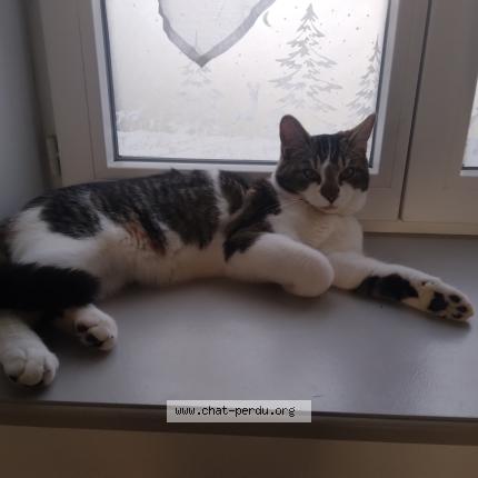 Photo 1/3 Athos Chat perdu à Bessenay