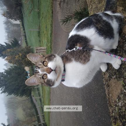 Photo 3/3 Athos Chat perdu à Bessenay