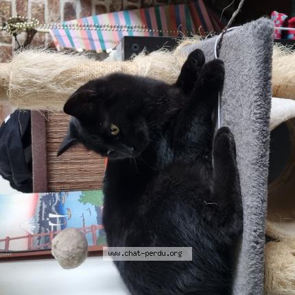 Photo 1/1 Romulus Chat perdu à Uccle