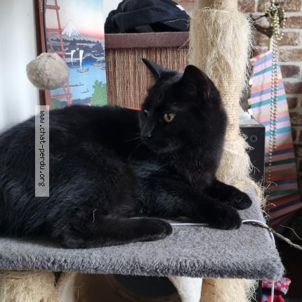 Photo 1/1 Romulus Chat perdu à Uccle