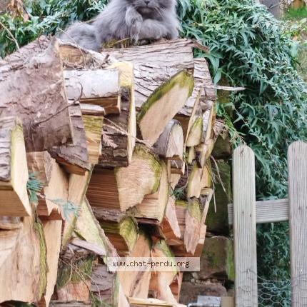 Photo 1/1 Chat trouvé Trouvé à Bousseviller