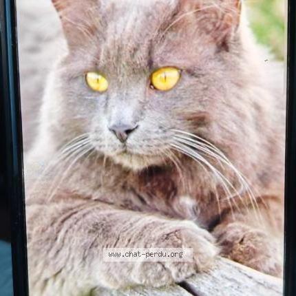 Photo 2/2 Chat trouvé Trouvé à Bousseviller