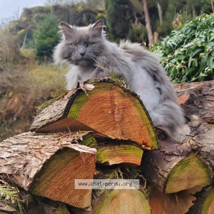 Photo 3/3 Chat trouvé Trouvé à Bousseviller