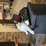 Photo de chat perdu à Taillebourg