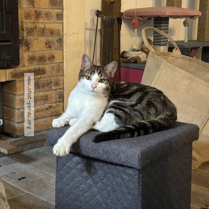 Photo 1/1 Aston Chat perdu à Taillebourg