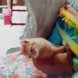 Photo de chat perdu à Trelissac