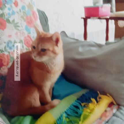 Photo 1/1 Cannelle Chat perdu à Trelissac