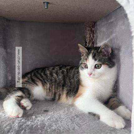 Photo 1/1 Foly Chat perdu à Roinville