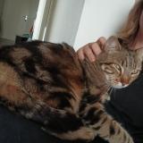 Photo de chat trouvé à Villeneuve Tolosane