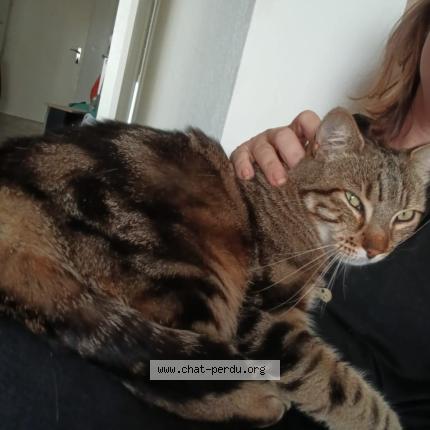 Photo 1/1 Chat trouvé Trouvé à Villeneuve tolosane