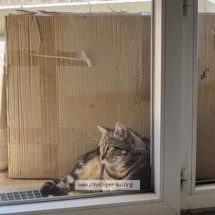 Photo 1/3 Chat trouvé Trouvé à Villeneuve tolosane