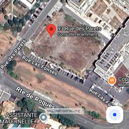 Photo 3/3 Chat trouvé Trouvé à Villeneuve tolosane