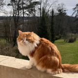 Photo de chat perdu à Vernaison