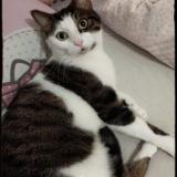 Photo de chat perdu à Franconville