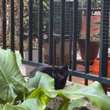 Photo de chat trouvé à Paris