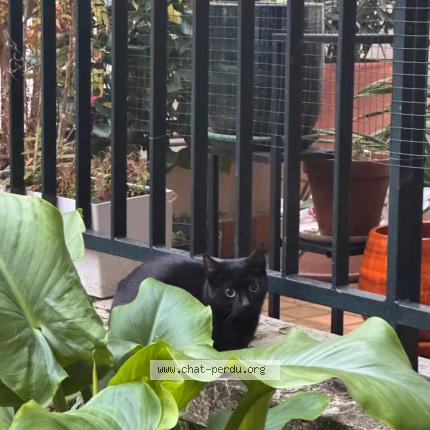 Photo 1/1 Chat trouvé Trouvé à Paris