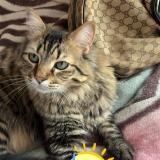 Photo de chat perdu à Champigny Sur Marne