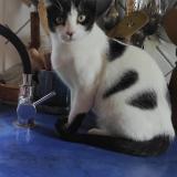 Photo de chat perdu à Reillanne