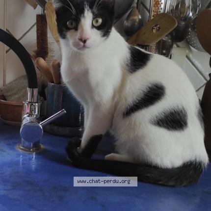 Photo 1/1 Vega Chat perdu à Reillanne