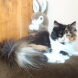 Photo de chat perdu à Ixelles