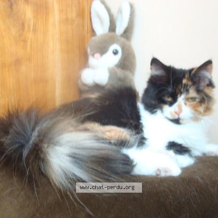 Photo 1/1 Chloé Chat perdu à Ixelles