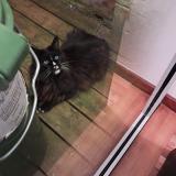 Photo de chat trouvé à Bordeaux