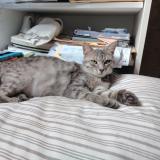 Photo de chat perdu à Toulouse