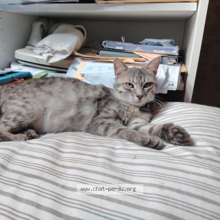 Photo 1/1 GRISOU Chat perdu à Toulouse