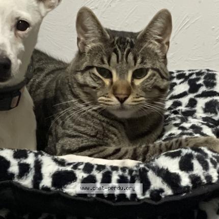 Photo 1/1 Simba Chat perdu à La trinite