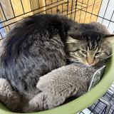 Photo de chat trouvé à St Jean De Chevelu