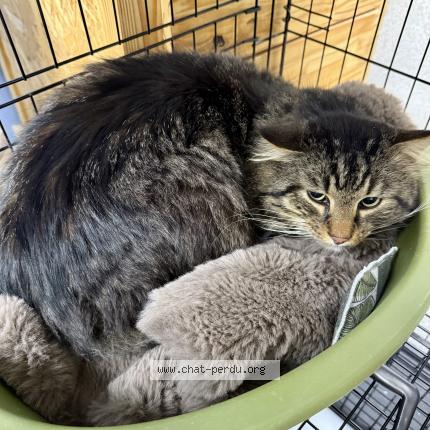 Photo 1/1 Chat trouvé Trouvé à St jean de chevelu