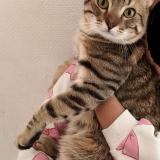 Photo de chat perdu à Ris Orangis