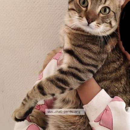 Photo 1/3 Noisette Chat perdu à Ris orangis