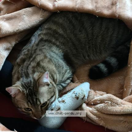 Photo 2/3 Noisette Chat perdu à Ris orangis