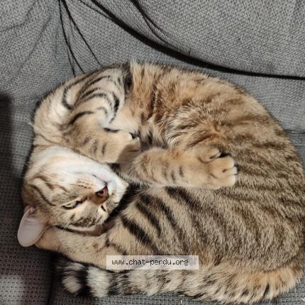 Photo 3/3 Noisette Chat perdu à Ris orangis