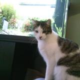 Photo de chat perdu à Schiltigheim