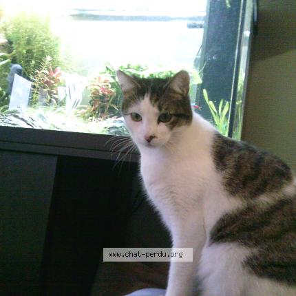 Photo 1/1 Dipsy Chat perdu à Schiltigheim