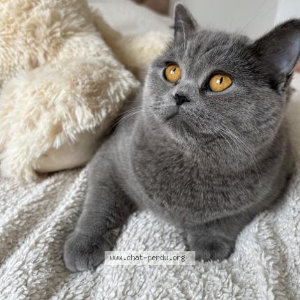 Photo 1/1 Bella Chat perdu à Montreuil