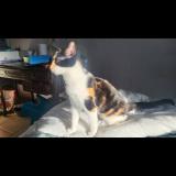 Photo de chat perdu à Sollies Ville