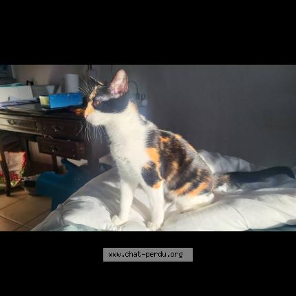 Photo 1/1 alma Chat perdu à Sollies ville