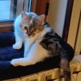 Photo de chat perdu à Hem Hardinval