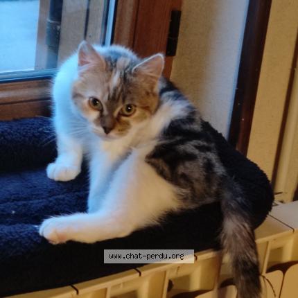 Photo 1/2 ophélie Chat perdu à Hem hardinval