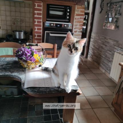 Photo 2/2 ophélie Chat perdu à Hem hardinval