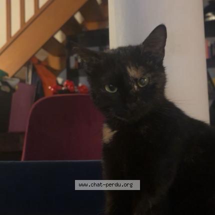Photo 1/1 Salem Chat perdu à Maroeil