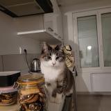 Photo de chat perdu à Evellys