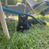 Photo de chat perdu à Ernage Gembloux