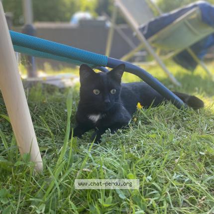 Photo 1/1 Maïster Chat perdu à Ernage gembloux