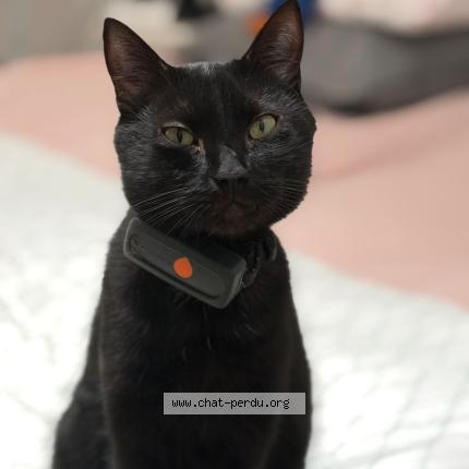 Photo 1/1 Charly Chat perdu à Bouafle