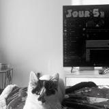 Photo de chat perdu à Saint Amand Les Eaux