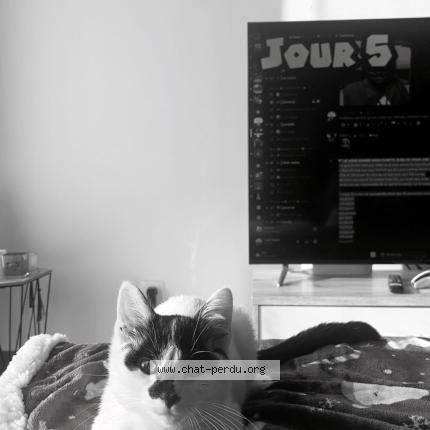 Photo 1/1 nanou Chat perdu à Saint amand les eaux